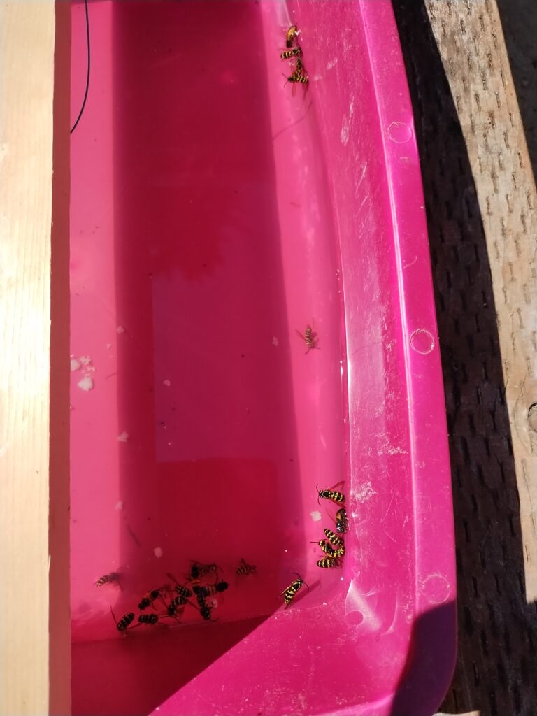 A few dead yellowjackets